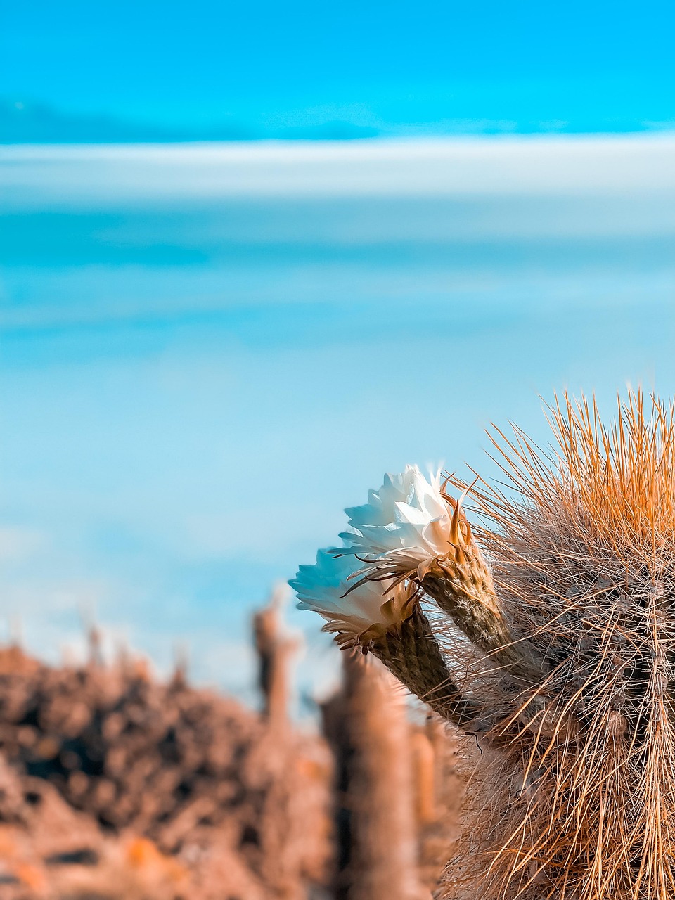 bolivia, beautiful flowers, flower background, flower wallpaper, uyuni, south america, nature, paisaje, flower